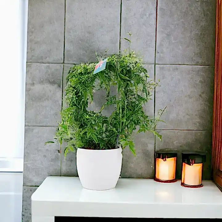 Jasmine Hoop 12cm Plants By Post UK