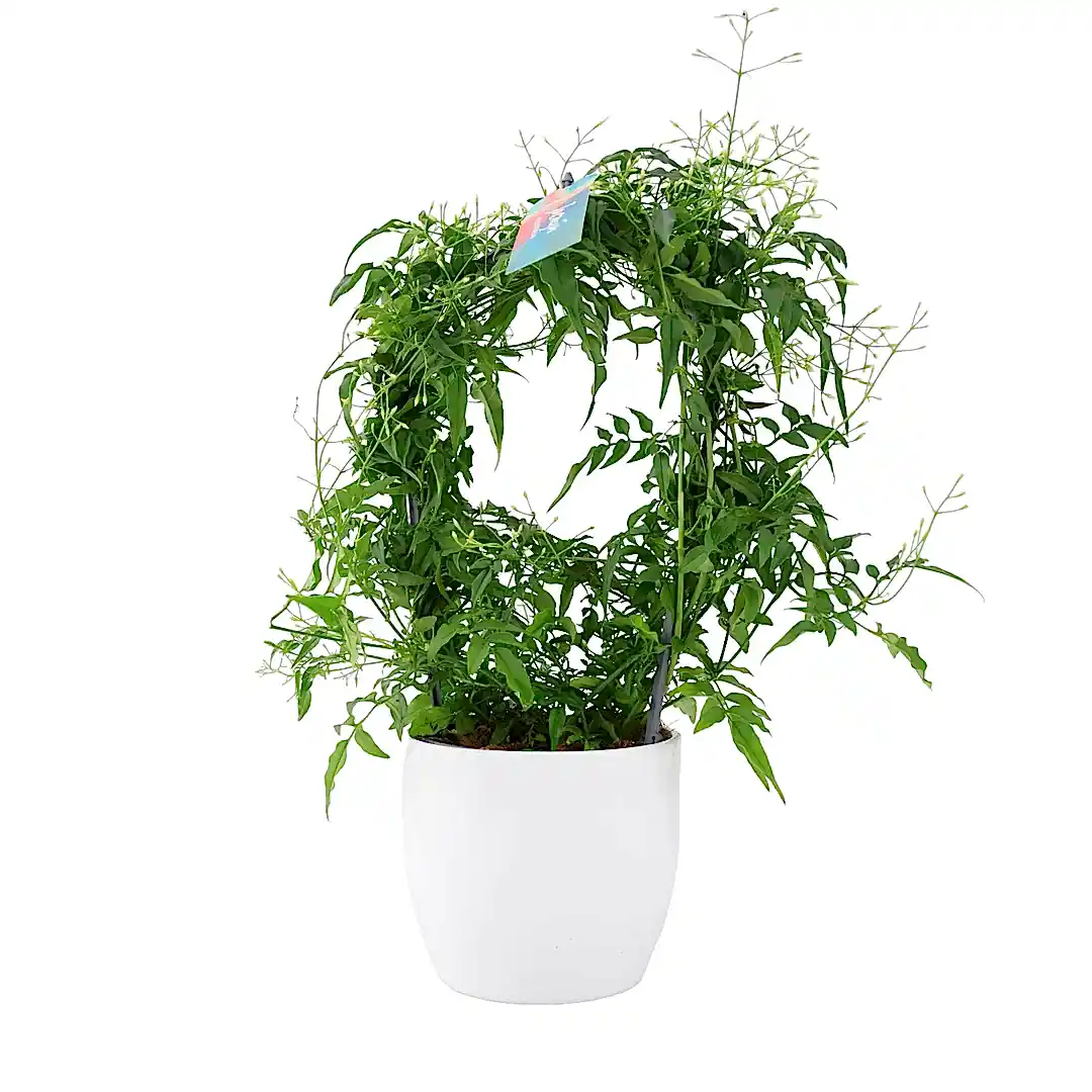 Jasmine Hoop 12cm Plants By Post UK