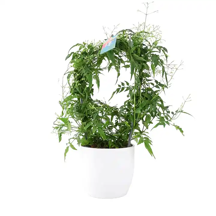 Jasmine Hoop 12cm Plants By Post UK