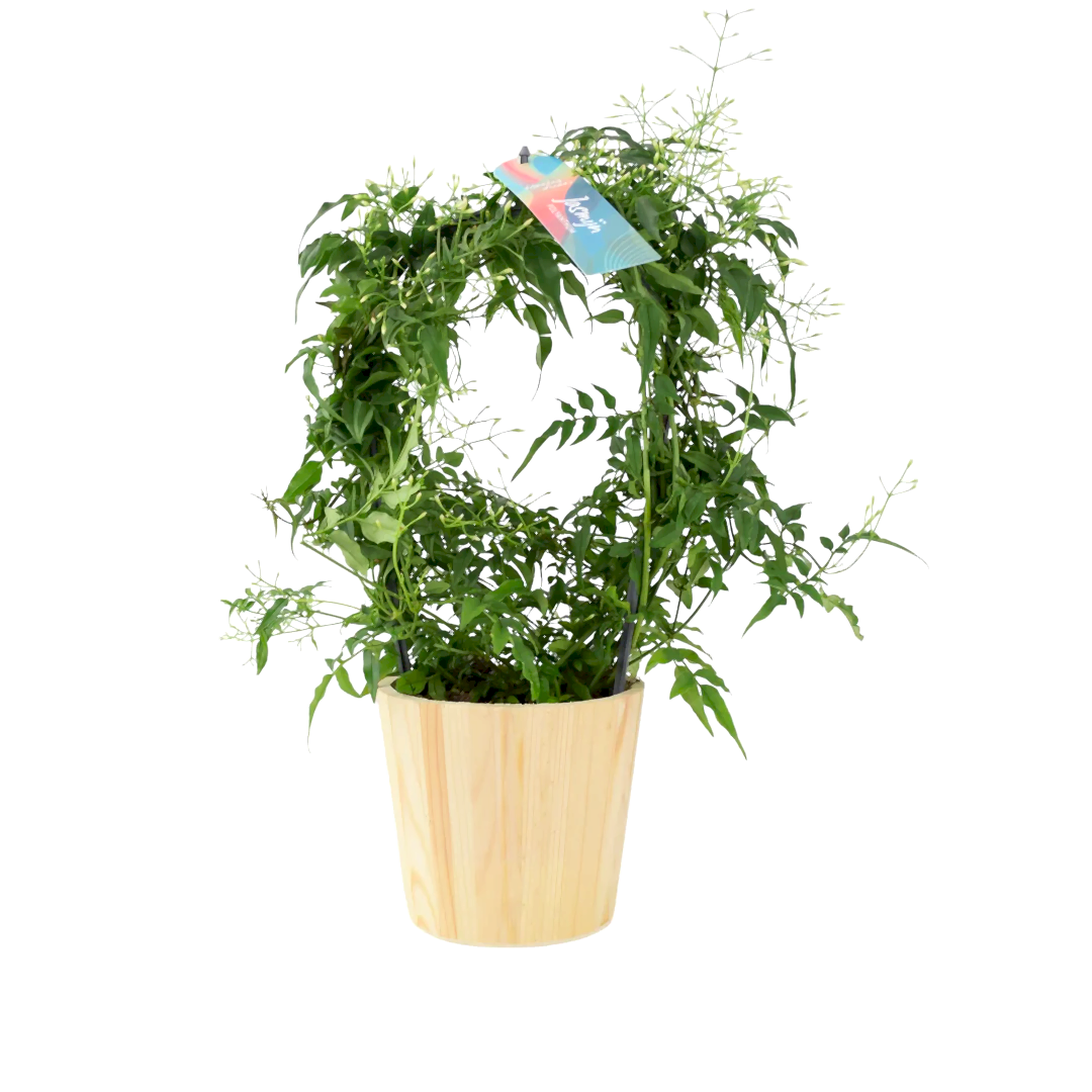 Jasmine Hoop 12cm Plants By Post UK