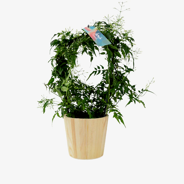 Jasmine Hoop 12cm Plants By Post UK