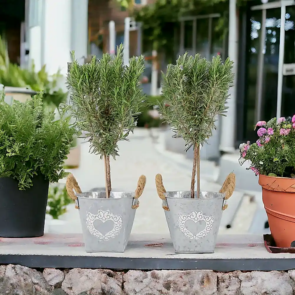 Rosemary Tree 45cm