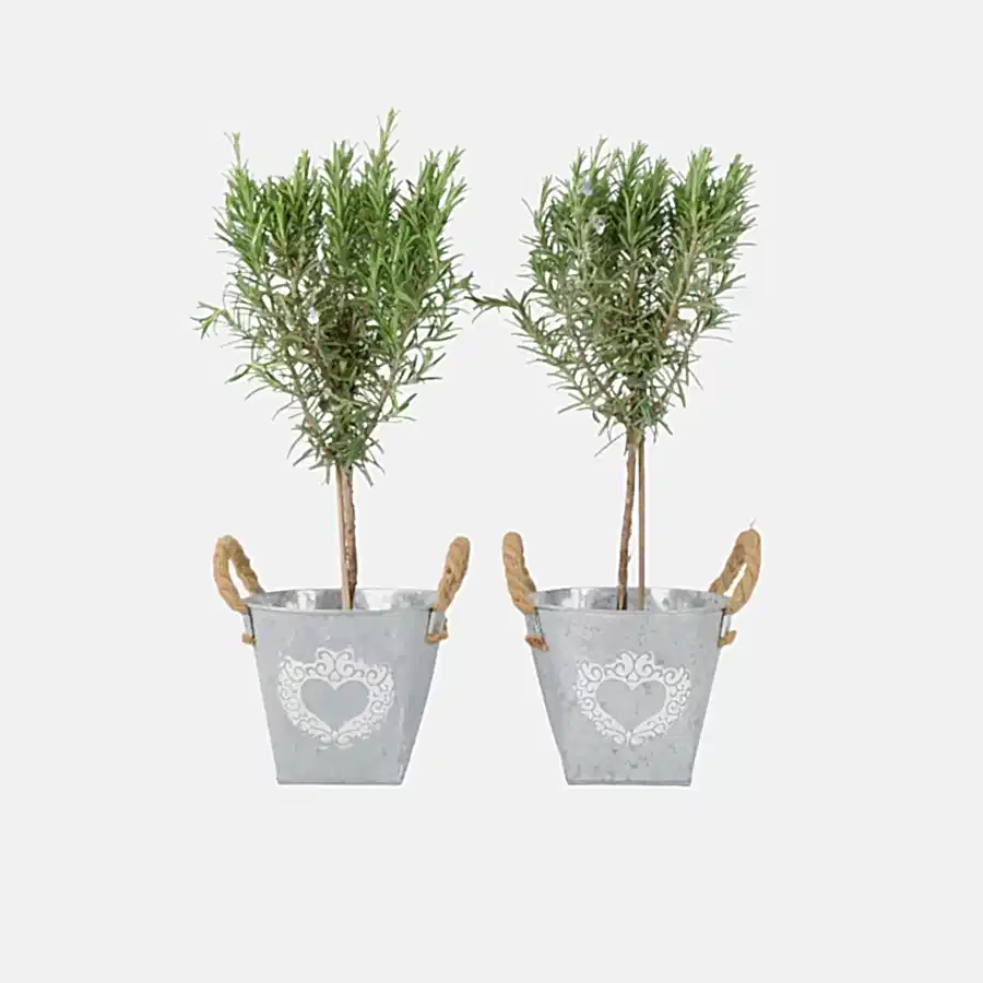 Rosemary Tree 45cm