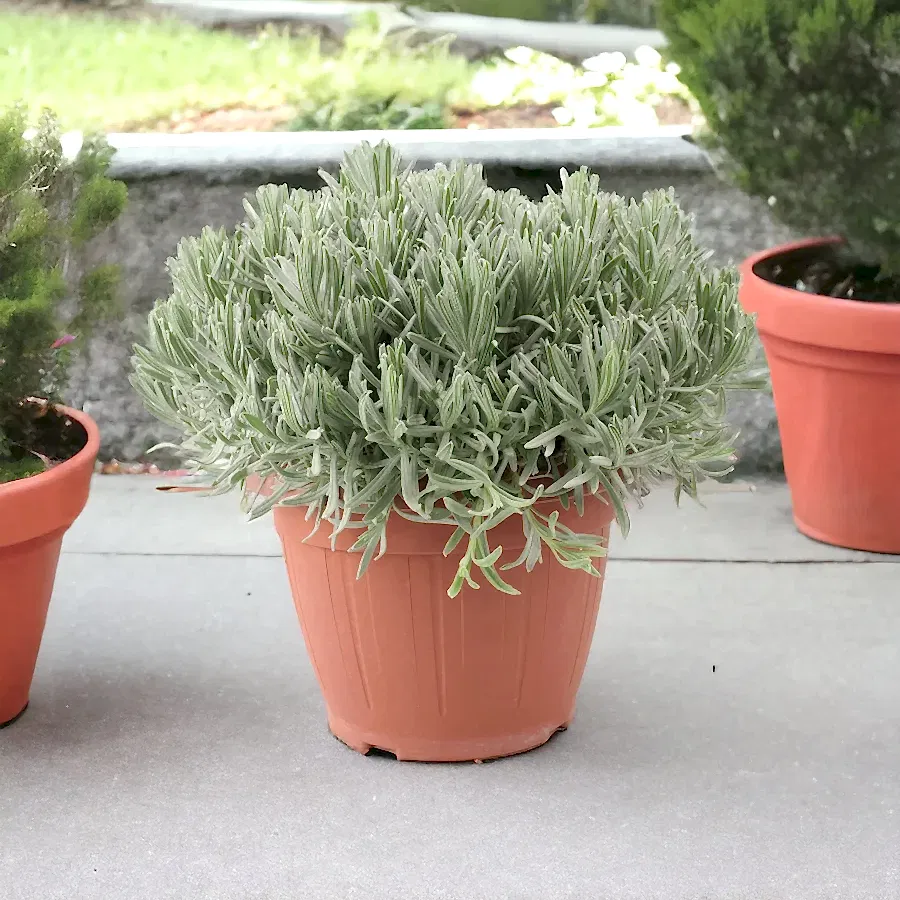 Lavender 5L in Patio Ready Pot