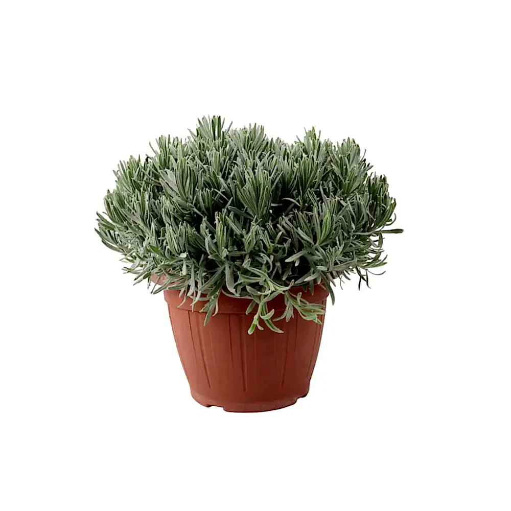 Lavender 5L in Patio Ready Pot