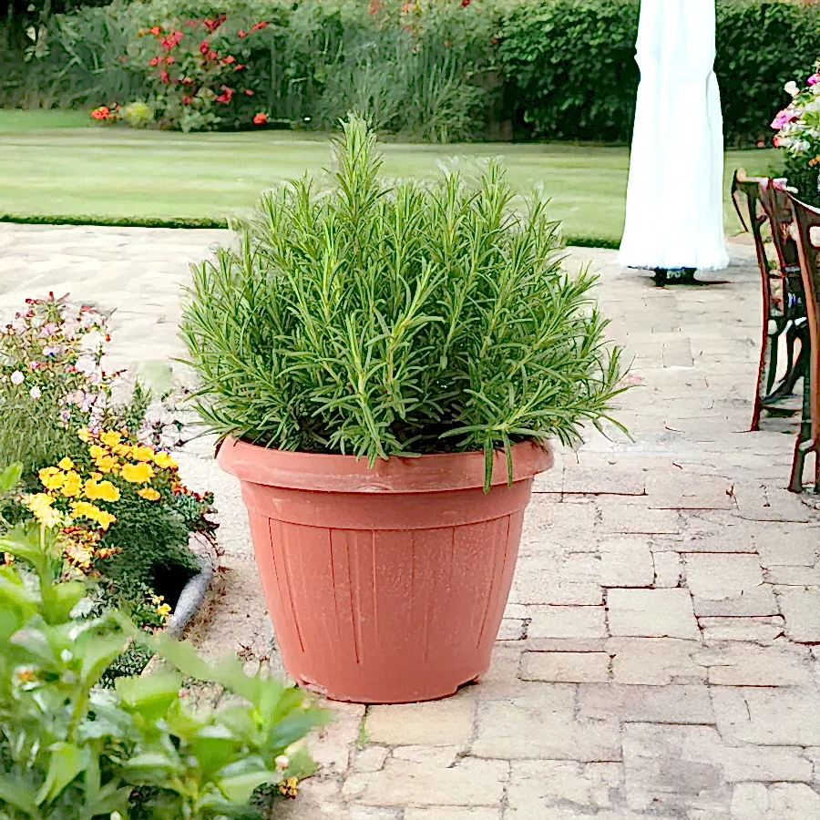 Rosemary Officinalis 5L in Patio Ready Pot