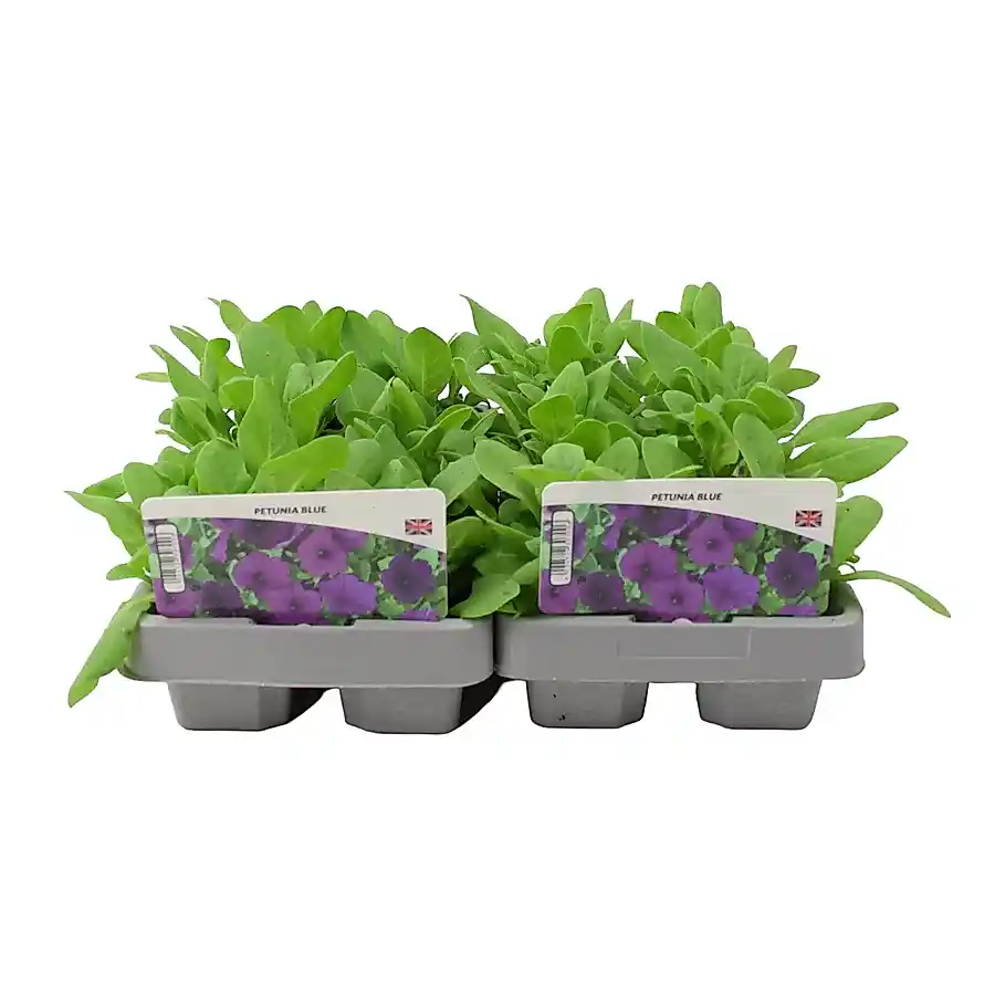 Petunia Blue 6 Pack x 2 (12 Plants) plants by post