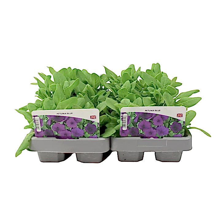 Petunia Blue 6 Pack x 2 (12 Plants) plants by post
