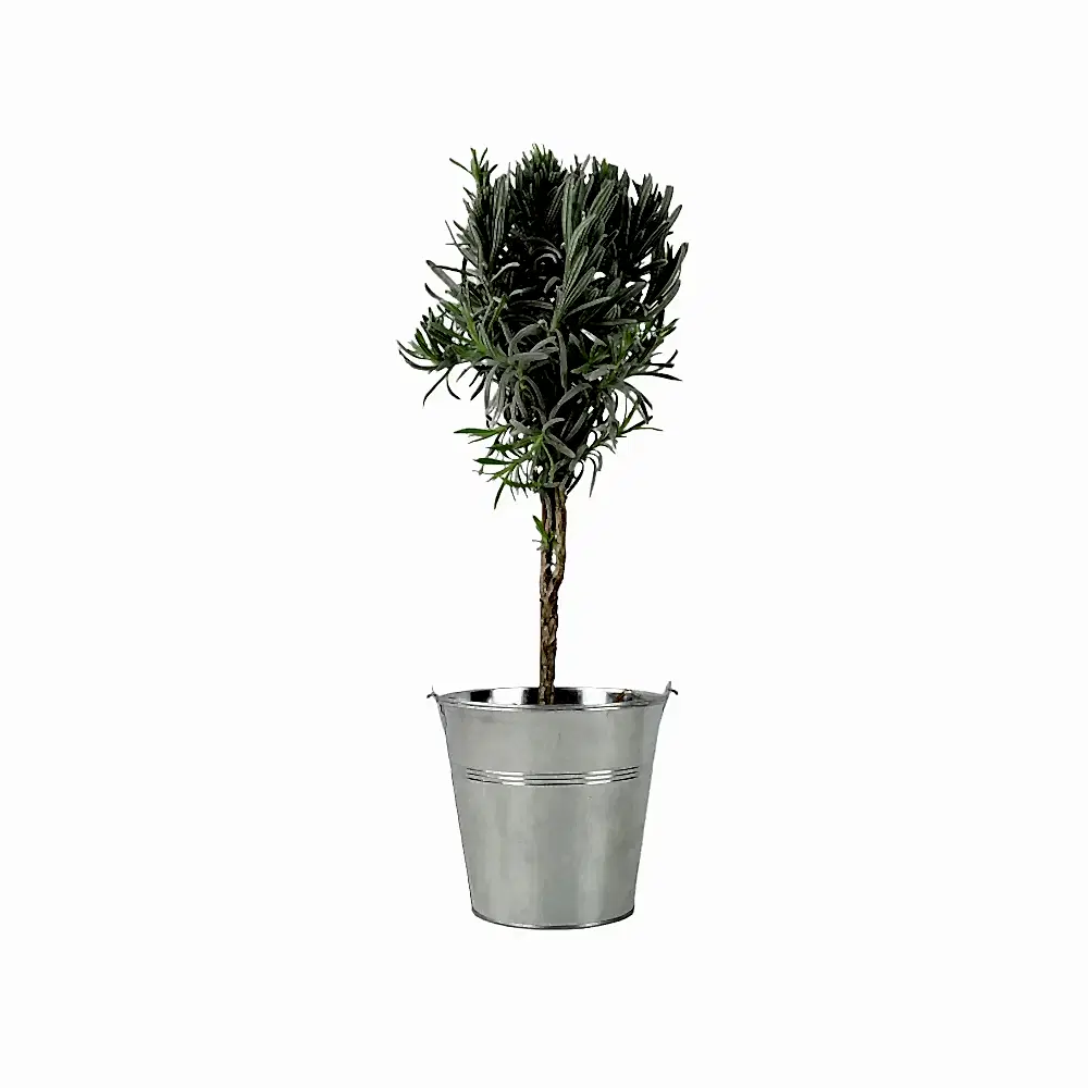 Lavender Tree 40cm