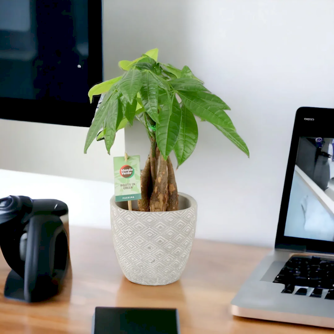 Pachira Money Tree 12cm Plants By Post
