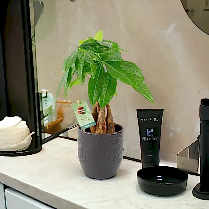 Pachira Money Tree 12cm Plants By Post