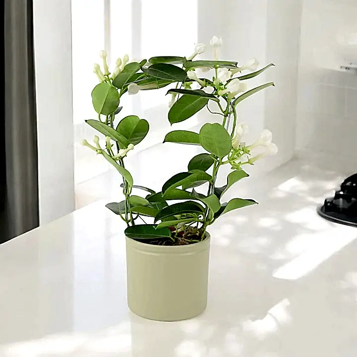 Stephanotis Floribunda Jasmine Hoop 12cm Plants By Post