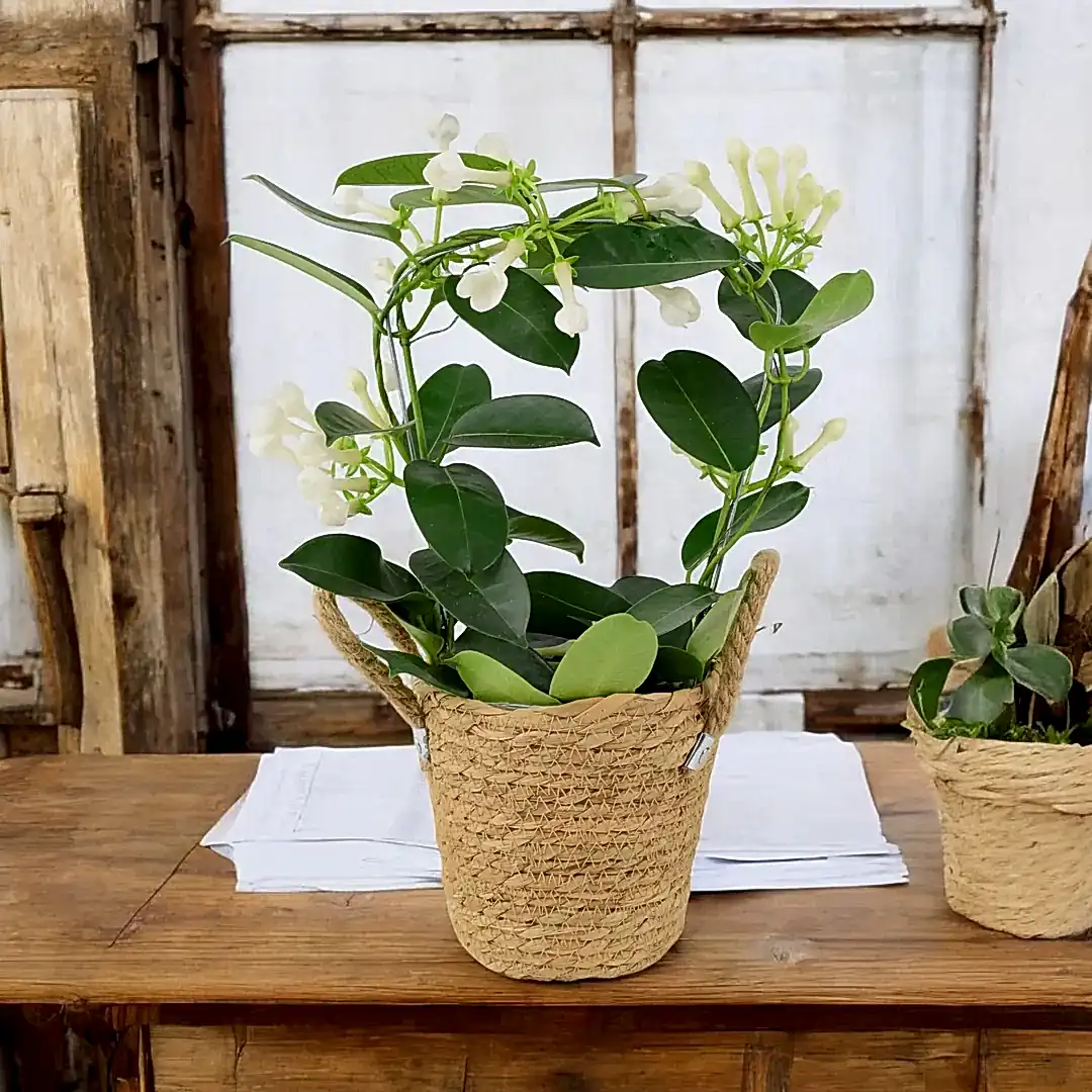 Stephanotis Floribunda Jasmine Hoop 12cm Plants By Post