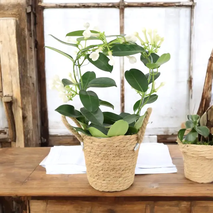 Stephanotis Floribunda Jasmine Hoop 12cm Plants By Post