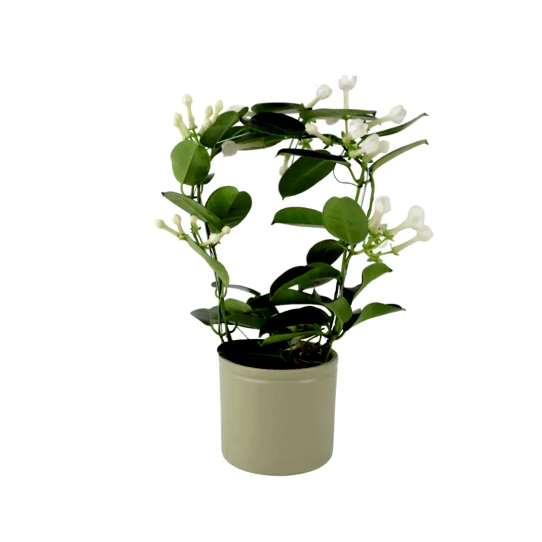 Stephanotis Floribunda Jasmine Hoop 12cm Plants By Post