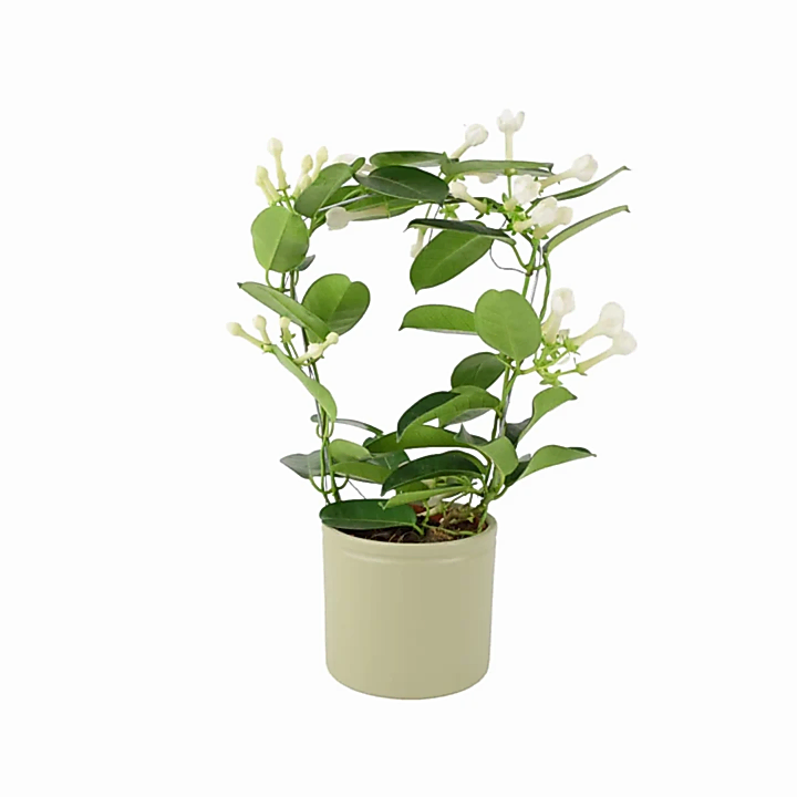 Stephanotis Floribunda Jasmine Hoop 12cm Plants By Post