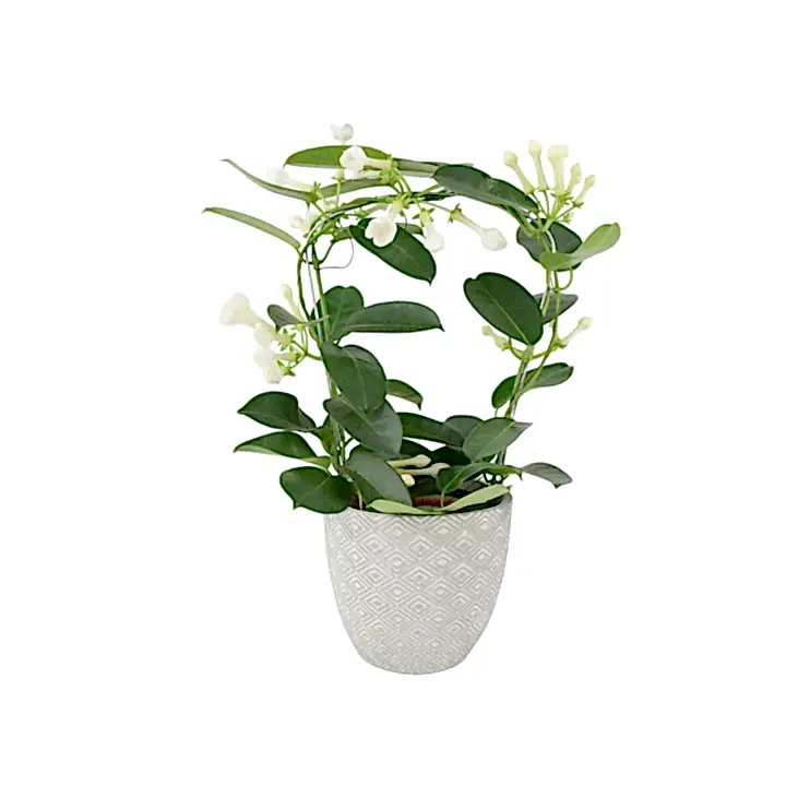 Stephanotis Floribunda Jasmine Hoop 12cm Plants By Post