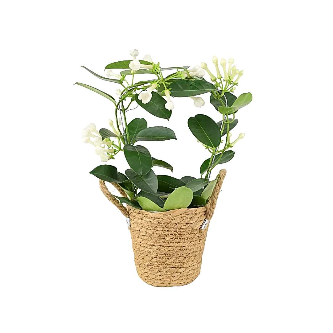 Stephanotis Floribunda Jasmine Hoop 12cm Plants By Post