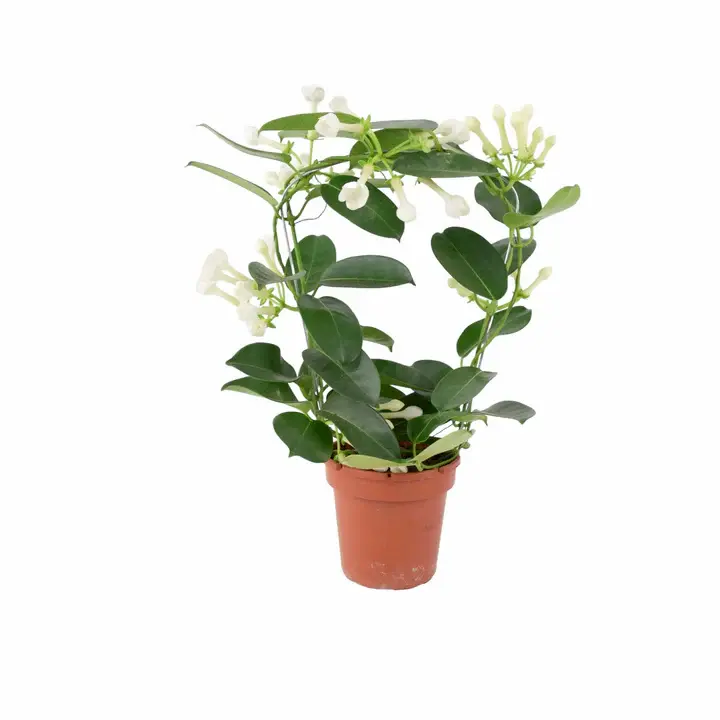 Stephanotis Floribunda Jasmine Hoop 12cm Plants By Post