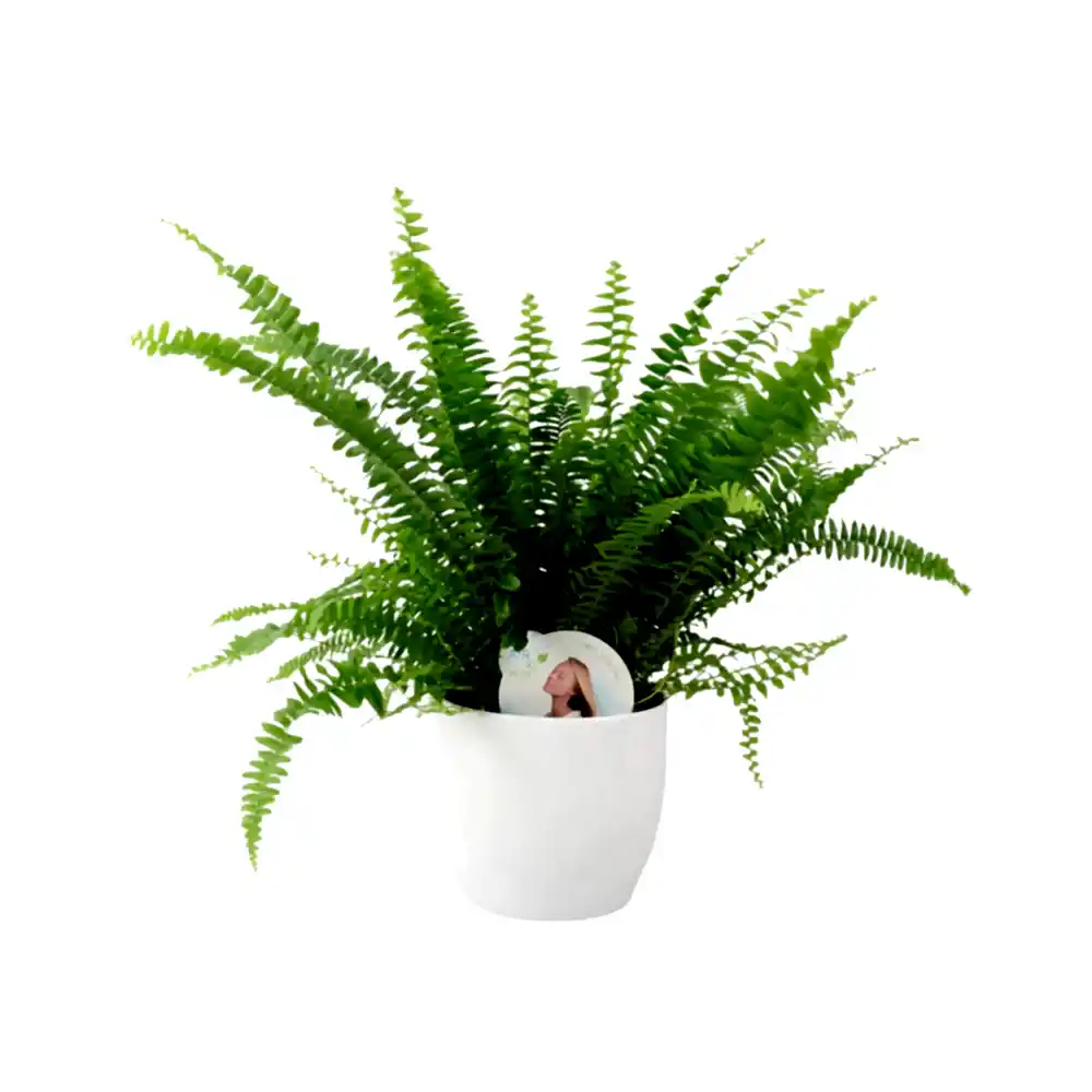 Boston Fern In White Ceramic Pot Gift Plants By Post UK