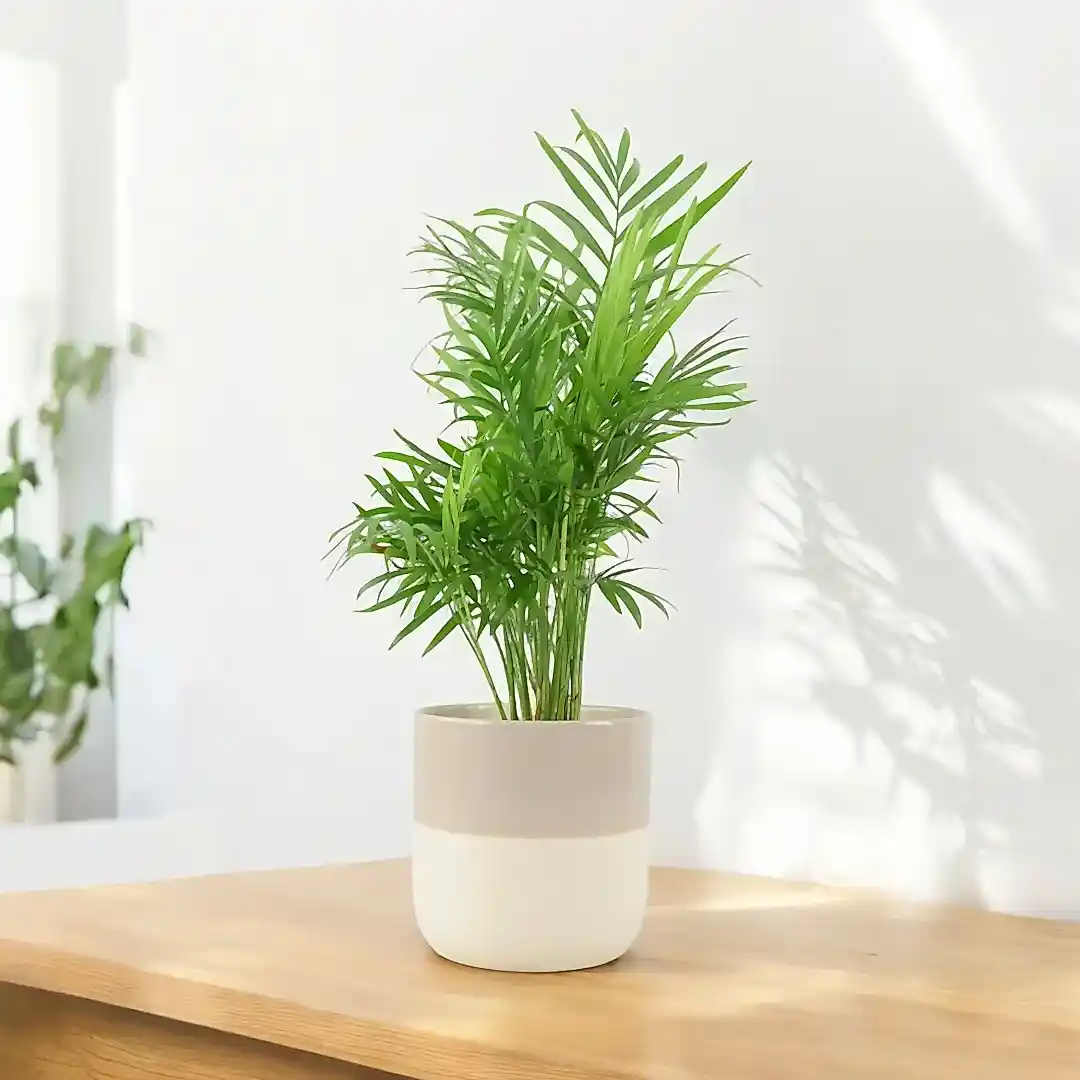 Chamaedora Elegans Parlor Palm 12cm Plants By Post UK
