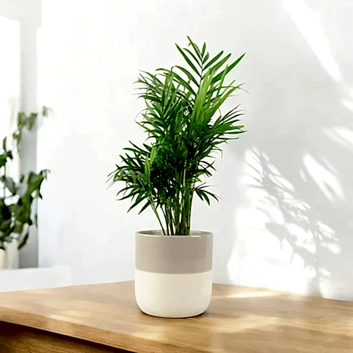 Chamaedora Elegans Parlor Palm 12cm Plants By Post UK