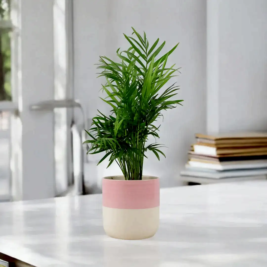Chamaedora Elegans Parlor Palm 12cm Plants By Post UK