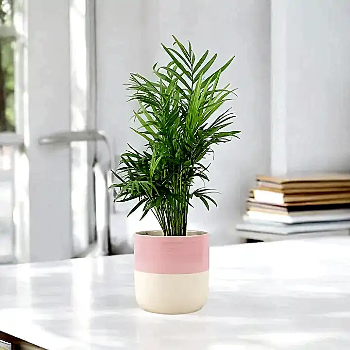 Chamaedora Elegans Parlor Palm 12cm Plants By Post UK