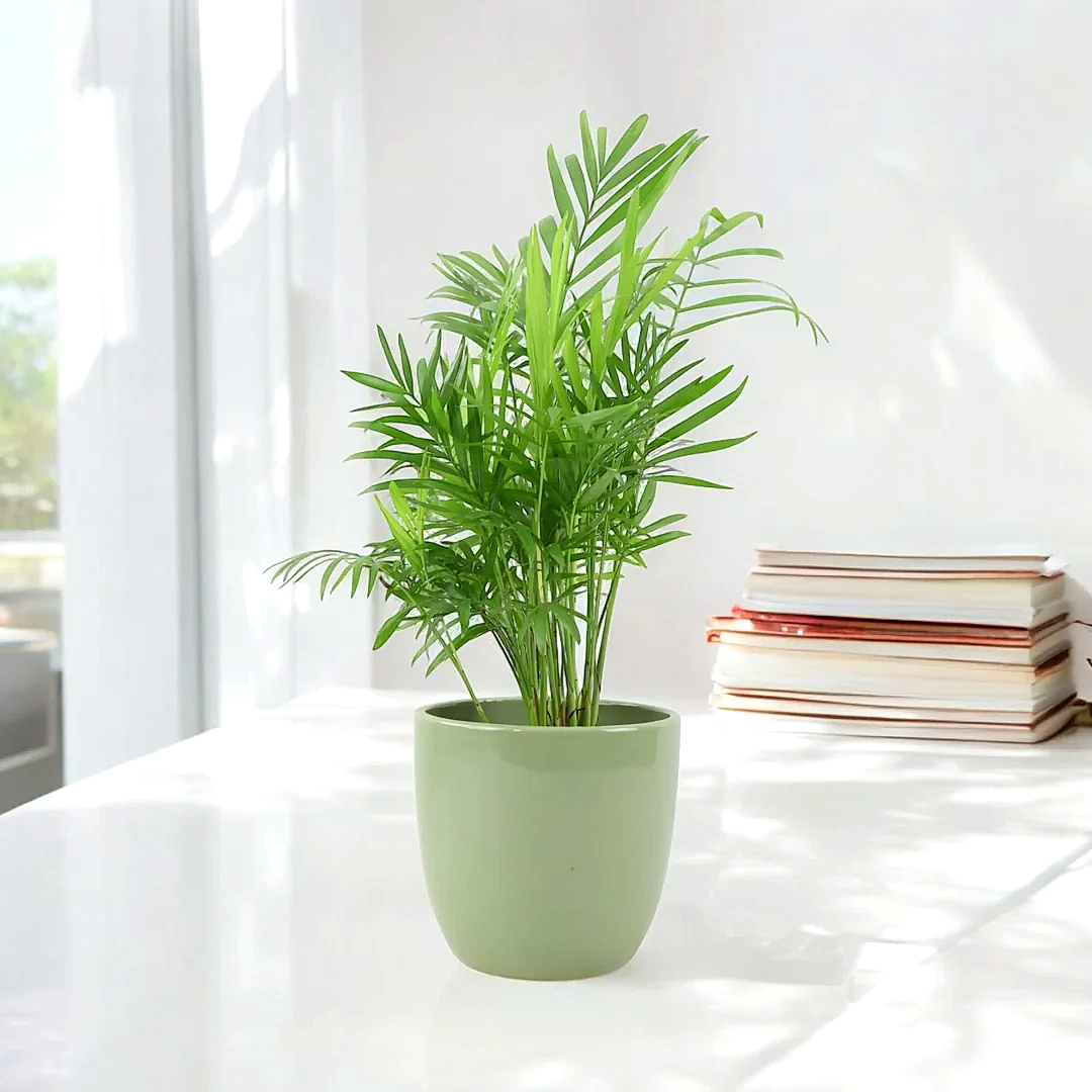 Chamaedora Elegans Parlor Palm 12cm Plants By Post UK