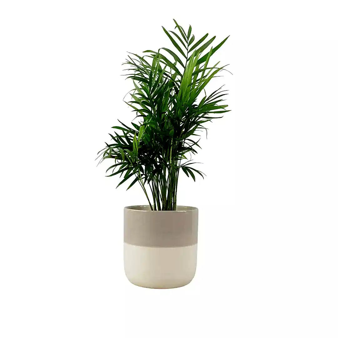 Chamaedora Elegans Parlor Palm 12cm Plants By Post UK
