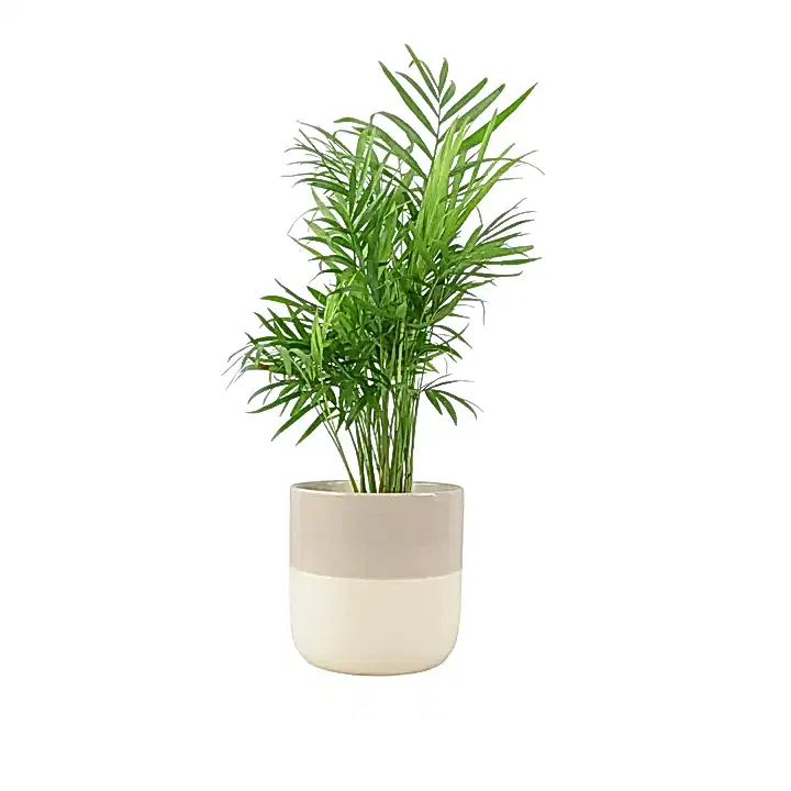 Chamaedora Elegans Parlor Palm 12cm Plants By Post UK