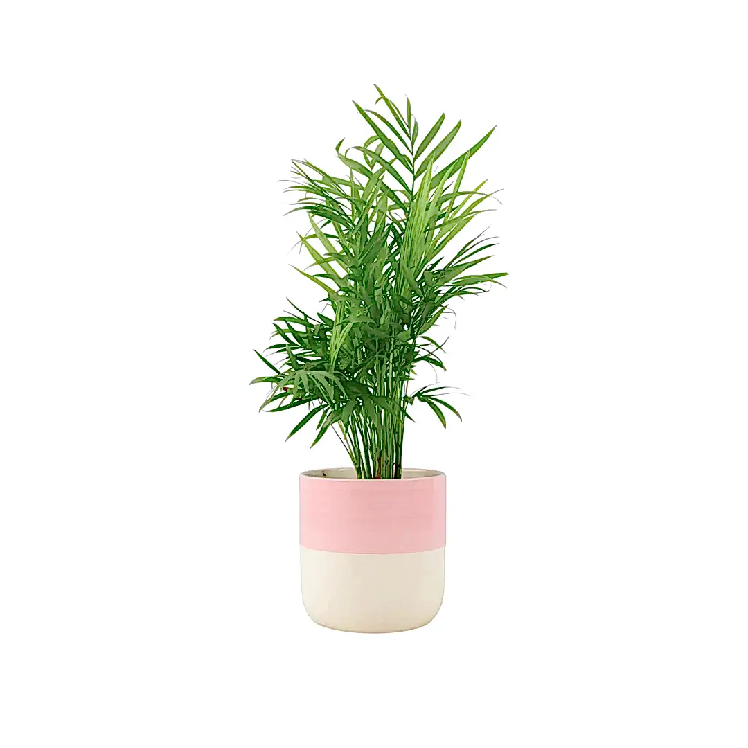 Chamaedora Elegans Parlor Palm 12cm Plants By Post UK