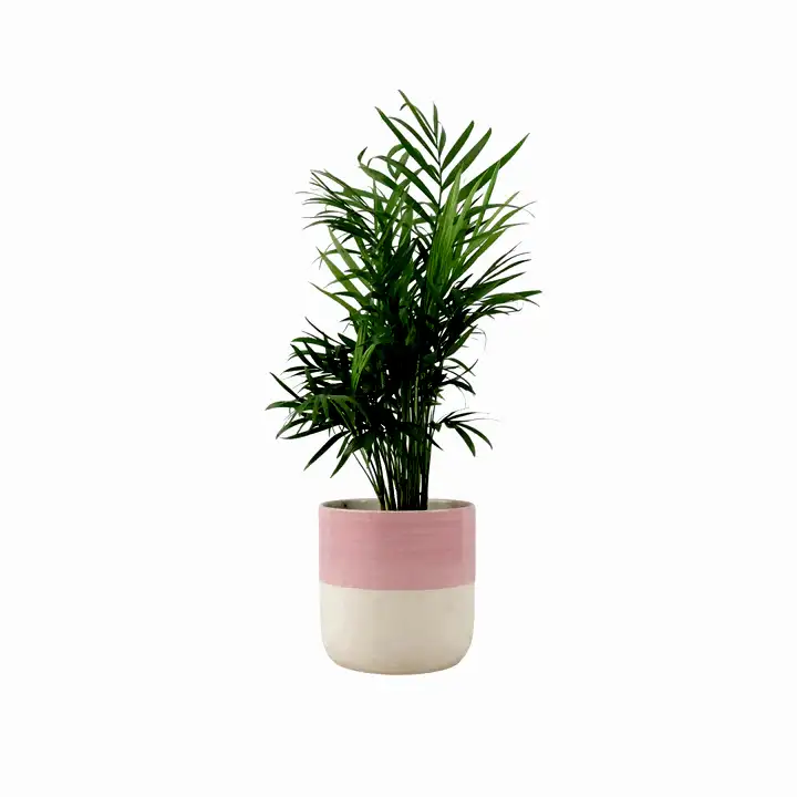 Chamaedora Elegans Parlor Palm 12cm Plants By Post UK