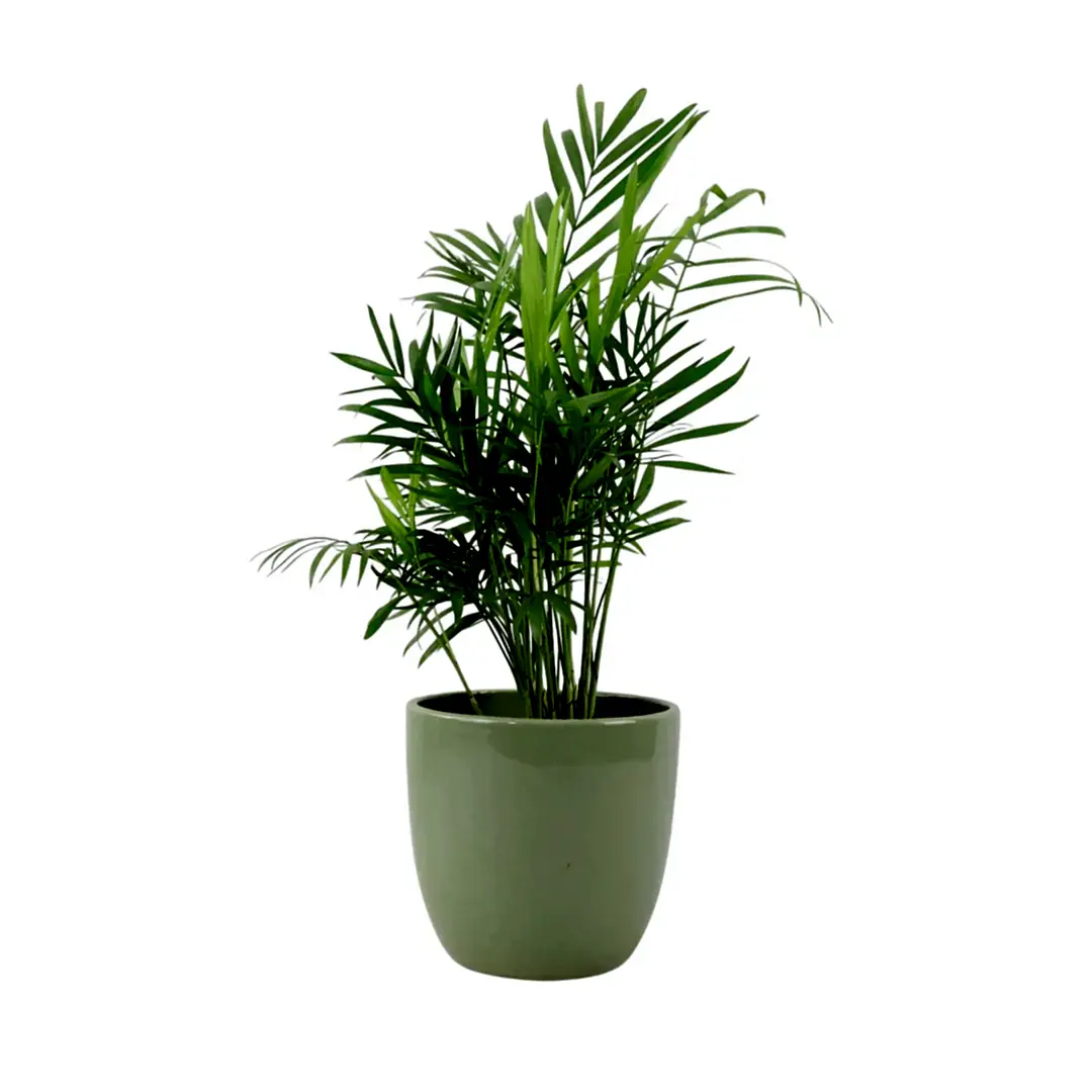 Chamaedora Elegans Parlor Palm 12cm Plants By Post UK