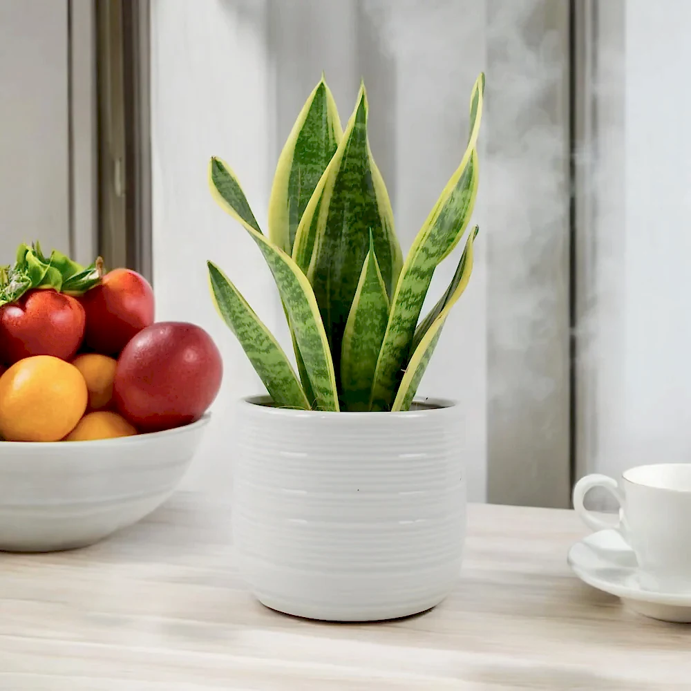 Sansevieria Superba 12cm Pot Plants By Post