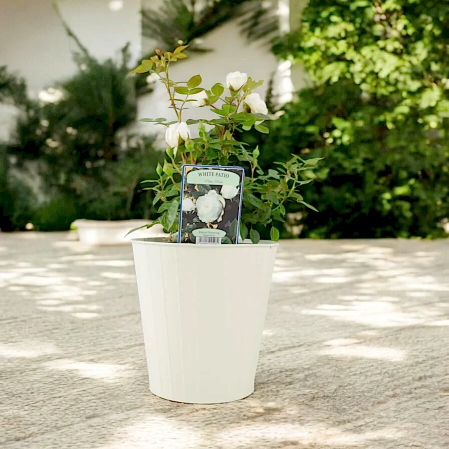 Patio Rose White In 4L Pot Plants By Post