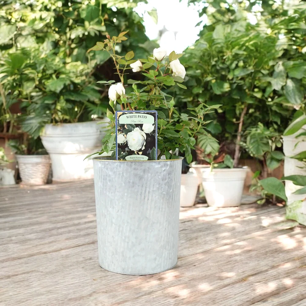 Patio Rose White In 4L Pot Plants By Post