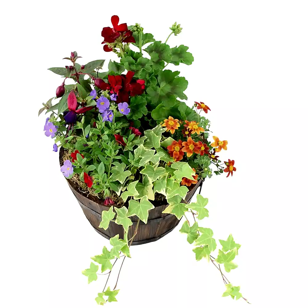 Seasonal Planted Wooden Barrel – 30cm Rustic Outdoor Planter Plants By Post