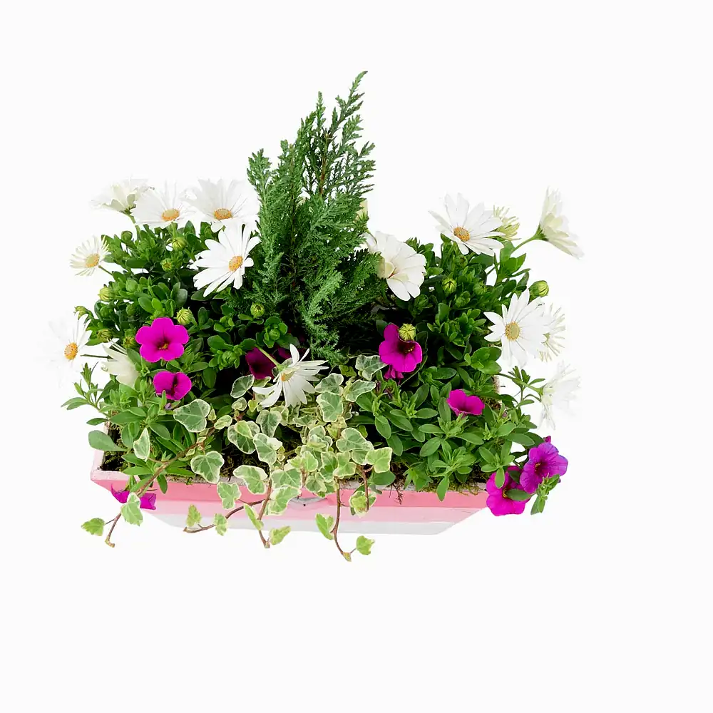 Seasonally Planted Pink & White Wooden Trough Plants By Post