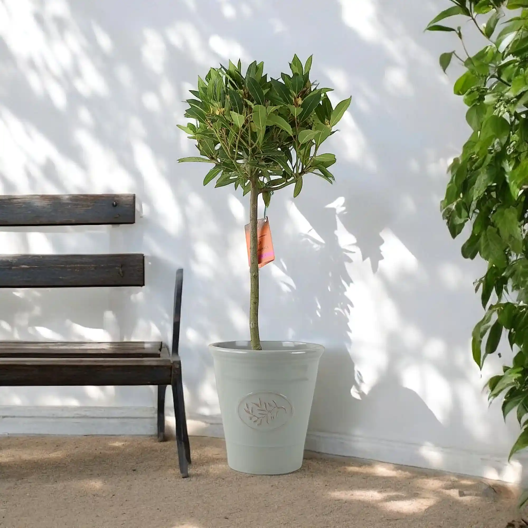Outdoor Garden Plants