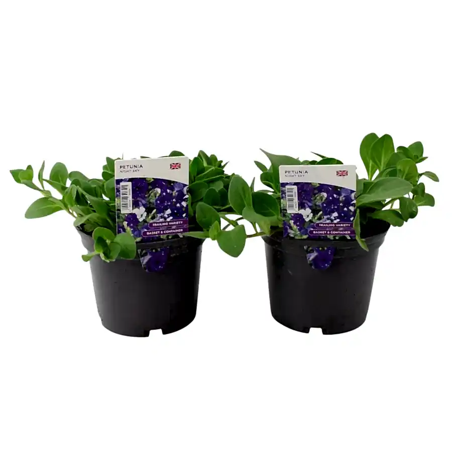 Petunia Night Sky 2 Large Plants – 1L Pots, British Grown, Recyclable Pots plants by post
