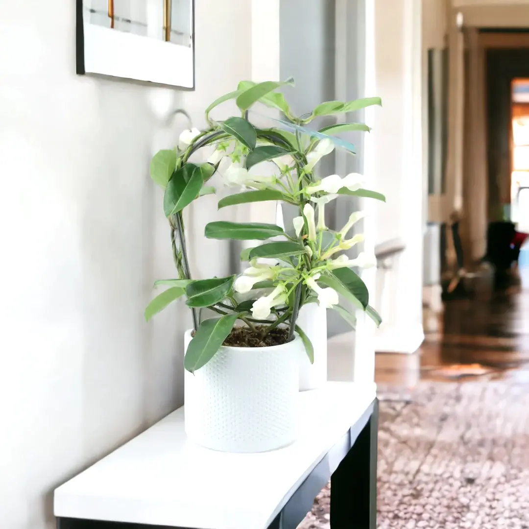 Stephanotis Floribunda Jasmine Hoop In White Ewi Dot Ceramic Pot