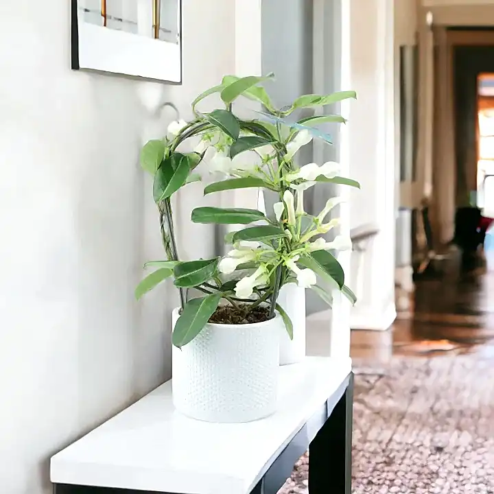 Stephanotis Floribunda Jasmine Hoop In White Ewi Dot Ceramic Pot