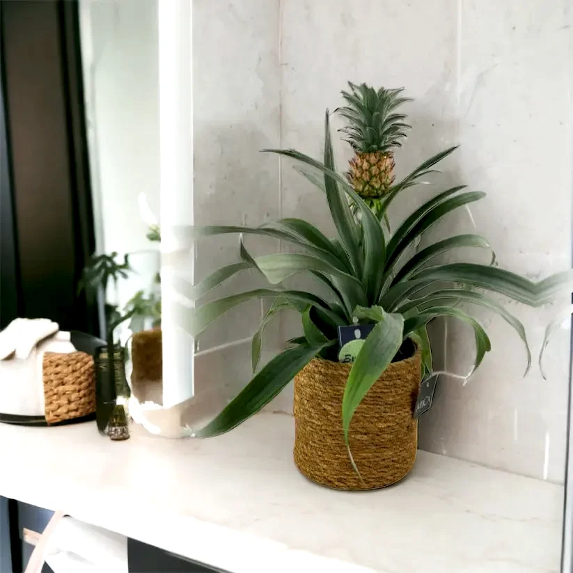 Pineapple in Sea Grass Basket