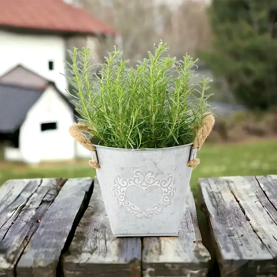 Rosemary in Heart Tin