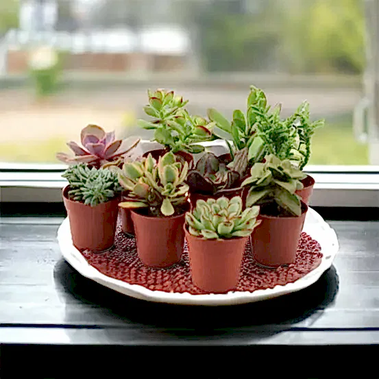 10 x Succulents Mixed 5.5cm Pot