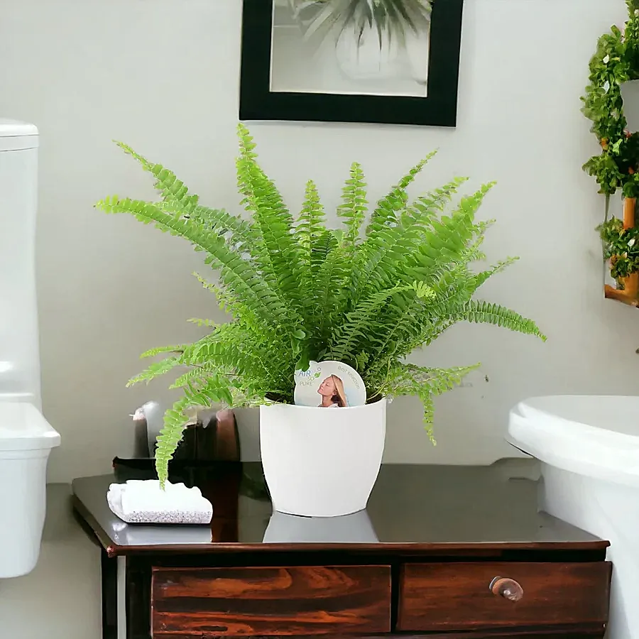 Boston Fern In White Ceramic Pot Gift Plants By Post UK
