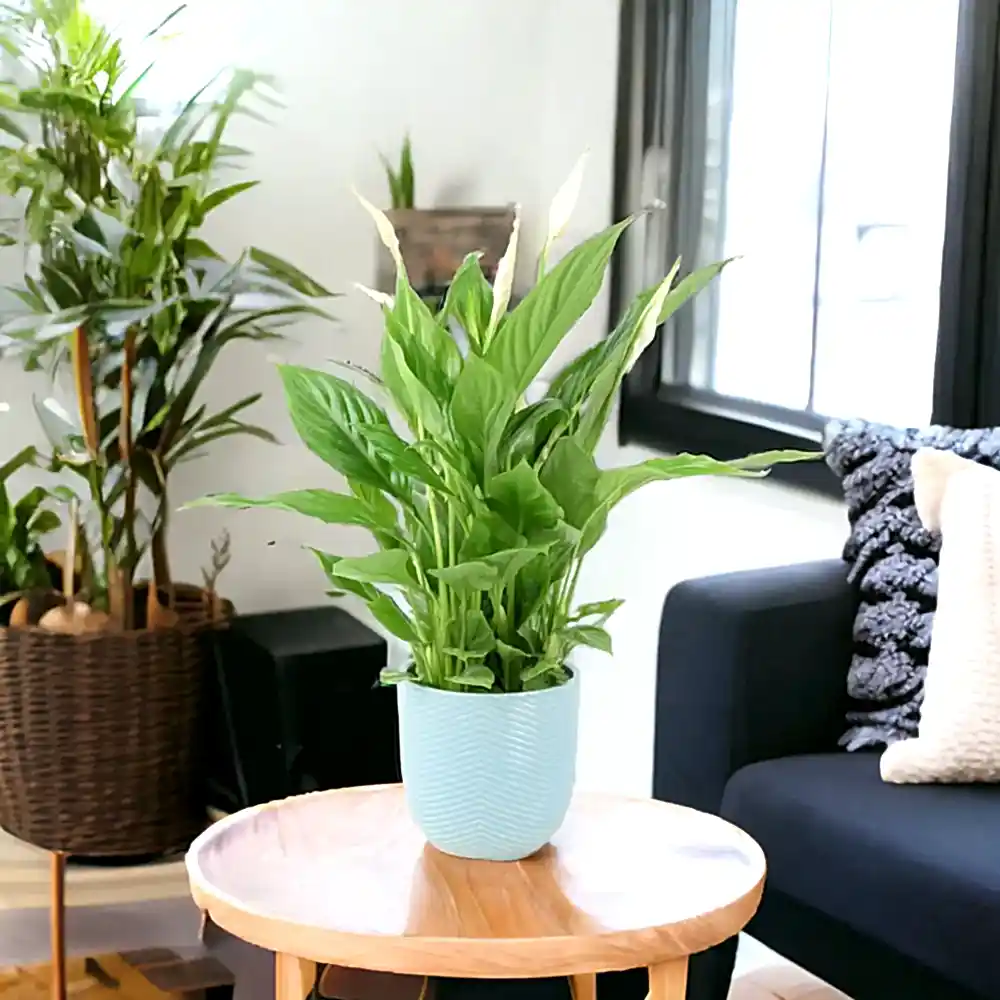 Spathiphyllum Peace Lily 12cm