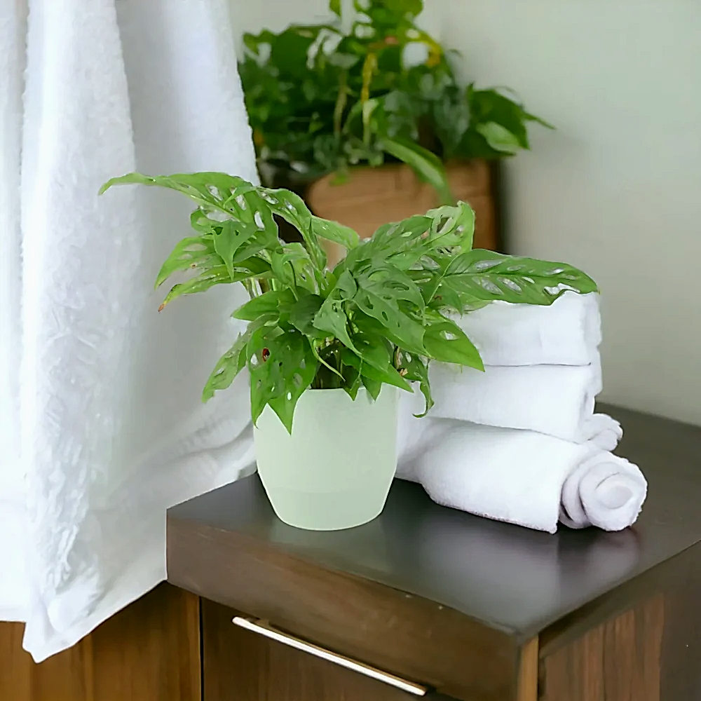 Monstera Monkey Cheese Plant 12cm