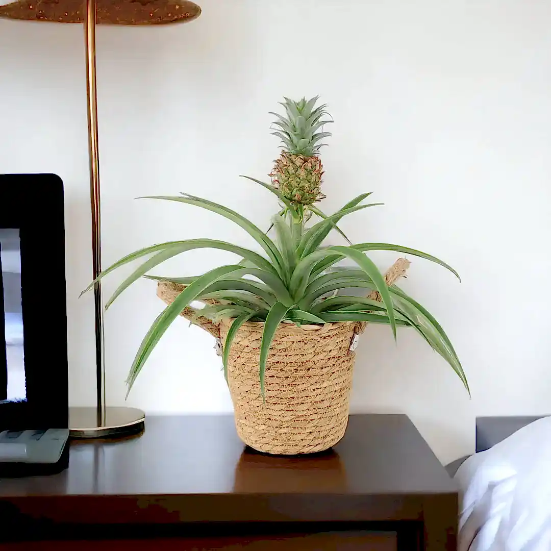 Pineapple Plant (Ananas) 12cm Pot